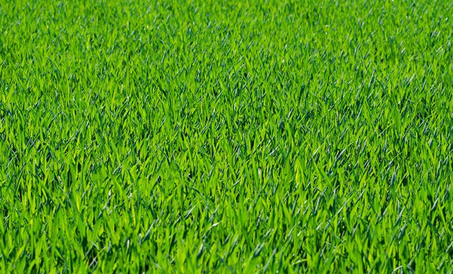 A field of green grass with no leaves.