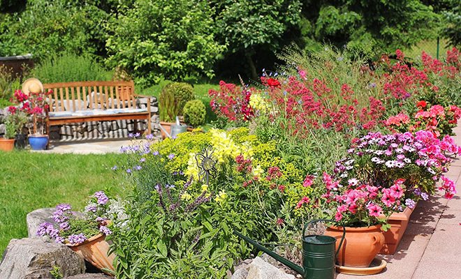 A garden with many different plants and flowers.