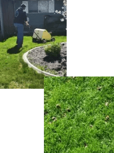 A person is standing in the grass next to a bush.